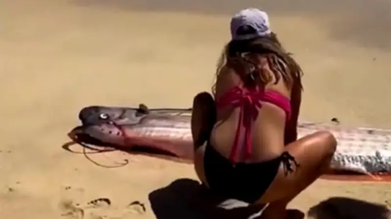 Mysteriöse Riesen am Strand: Weltuntergangsfische in Mexiko entdeckt