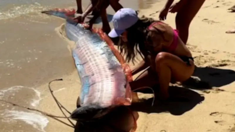 Mysteriöse Riesenkreaturen: Weltuntergangsfische an mexikanischer Küste gestrandet