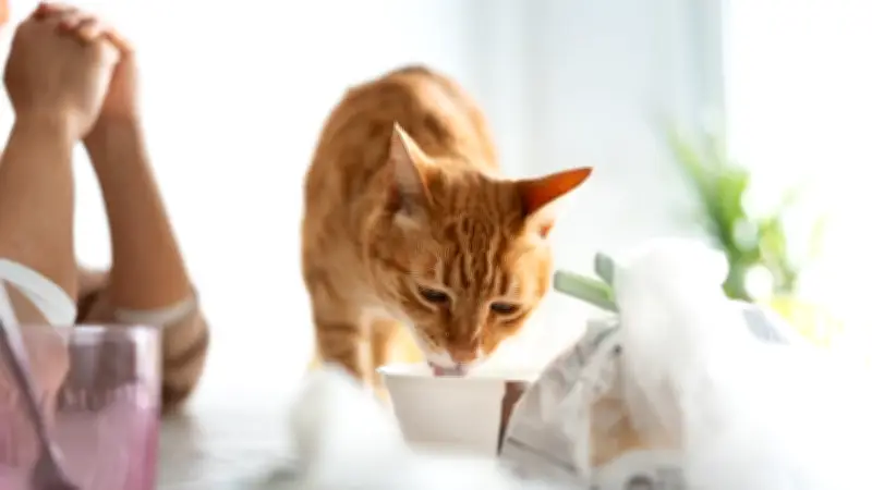 Mythos Milch: Ist Joghurt für Katzen wirklich schädlich oder unbedenklich?