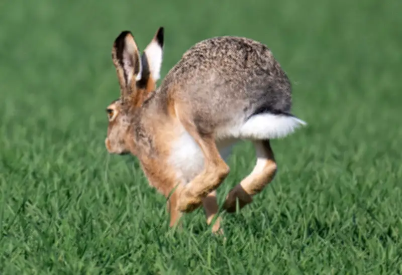 Nabu kritisiert Jagd auf Feldhasen in Thüringen trotz Gefährdung