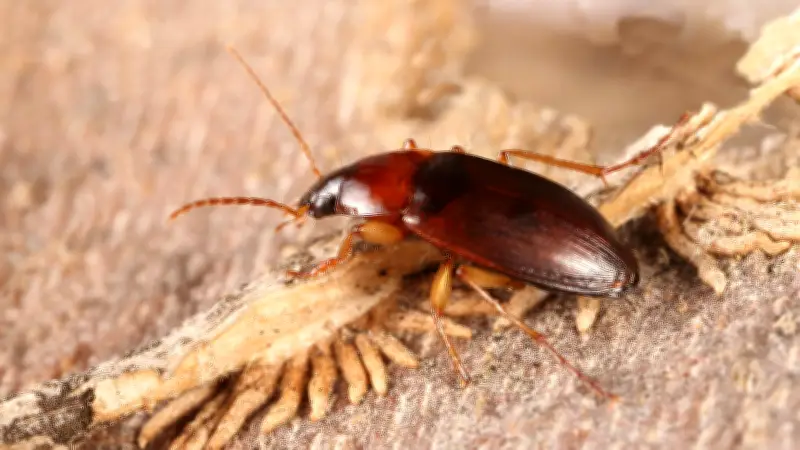 Nachts in der Dölauer Heide: Der heimliche Jäger von Halle