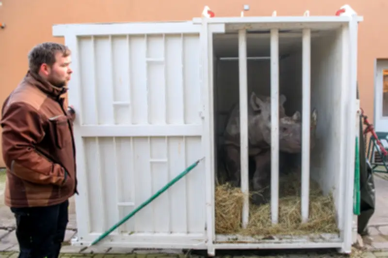 Nashorn Malia: Spezialtransport von Magdeburg nach Tschechien für Arterhaltung