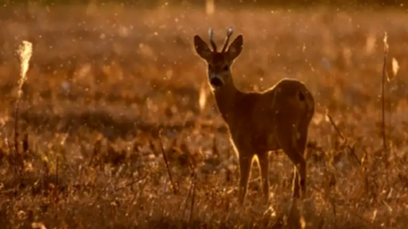 Naturfilm-Highlight in Neustrelitz: 'Die Wiese - ein Paradies nebenan' im Fabrikkino