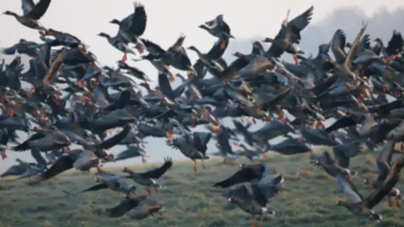 Naturpark-Exkursion führt zu Tausenden rastenden Wildgänsen am Kummerower See