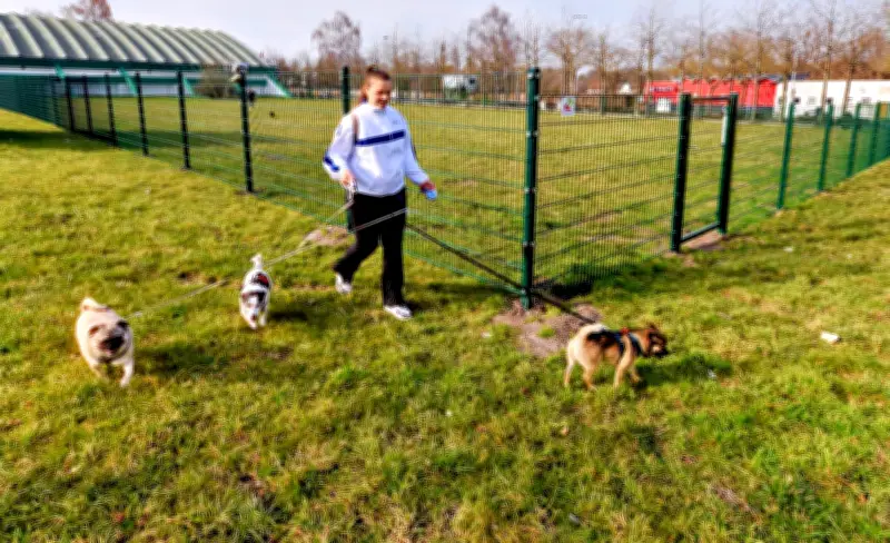 Neue Hundewiese in Köthen: Mehr Platz für Vierbeiner und Halter in der Rüsternbreite