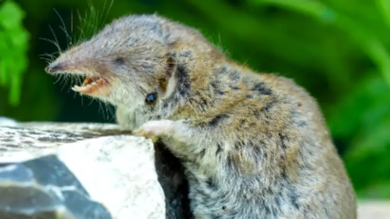 Neuer Borna-Virus-Fall in Bayern: Gefährliche Infektion durch Feldspitzmäuse