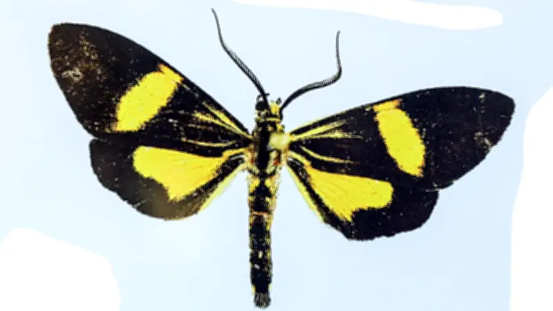 Neuer Schmetterling im Amazonas nach Borussia Dortmund benannt