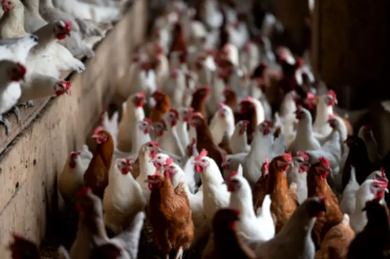 Newcastle-Krankheit: Thüringen warnt vor anhaltender Seuchengefahr für Geflügelbestände