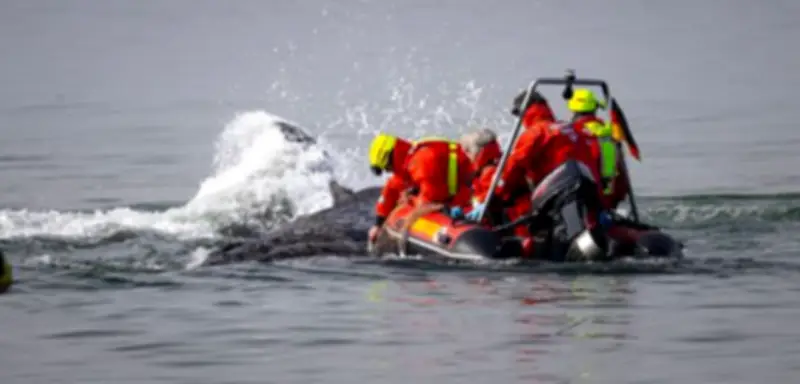 Niendorf: Rettungsversuche für gestrandeten Buckelwal gehen weiter