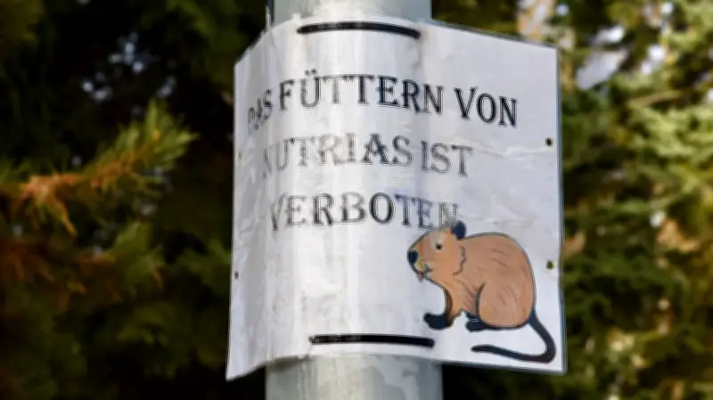 Nutrias breiten sich in Großörner aus: Stadt Mansfeld warnt vor Fütterung der Nagetiere