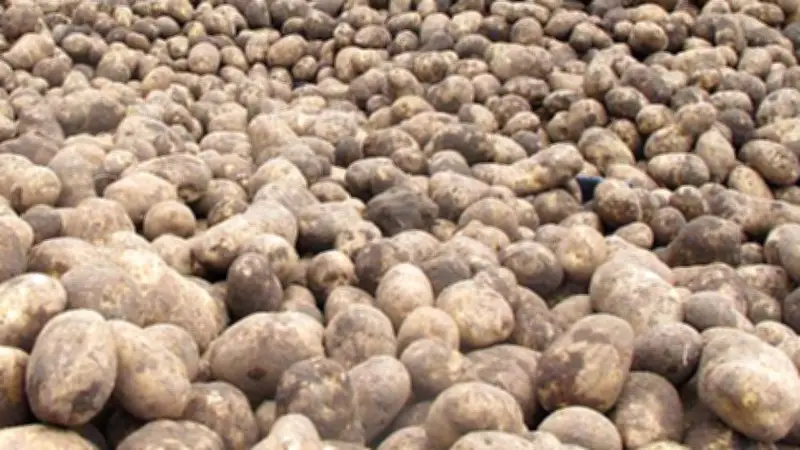 Oberbayern: Tonnenweise Kartoffeln auf Straße verursachen gefährliche Rutschpartie