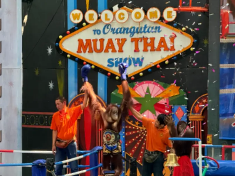 Orang-Utans als Touristenattraktion: Box-Shows und entwürdigende Auftritte in Asien