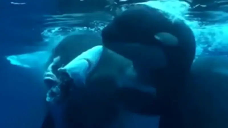 Orcas gegen Blauhai: Spektakuläre Jagdszene vor Mexiko gefilmt