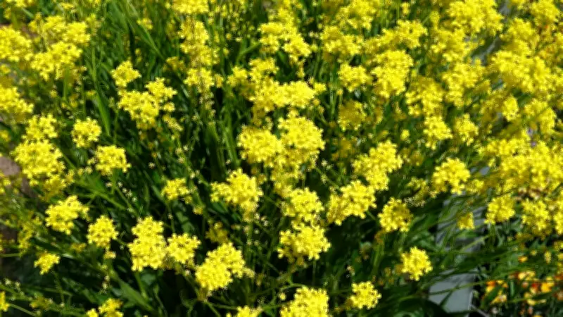 Orientalisches Zackenschötchen: Die invasive Schönheit, die Deutschlands Artenvielfalt bedroht