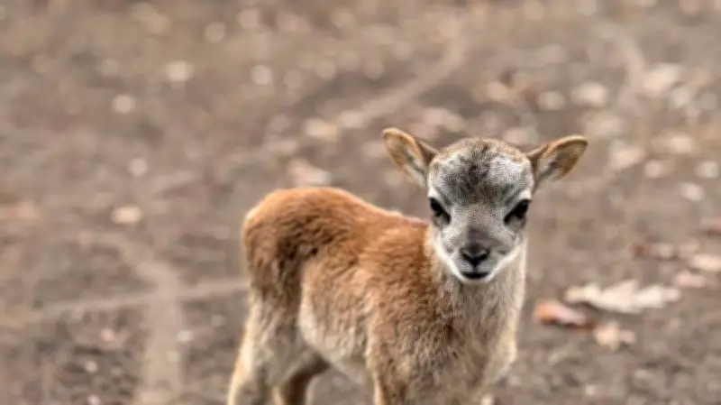 Oster-Rallye im Tiergarten Neustrelitz: Rätselspaß und süße Überraschungen zur Saisoneröffnung 2026