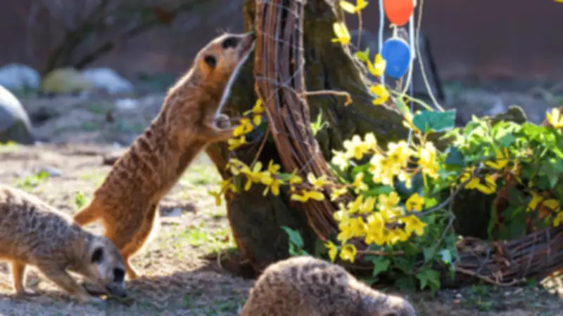 Osterferien in Schwerin: Zoo und Freilichtmuseum bieten tierische Abenteuer und historische Erlebnisse