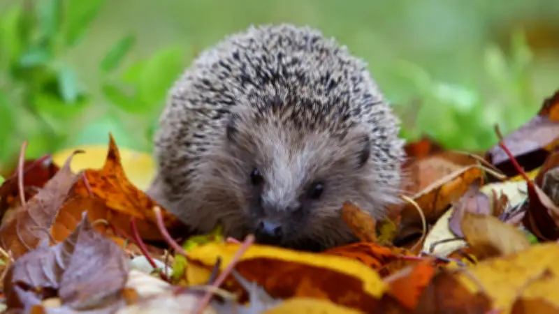 Osterfeuer als Todesfalle für Igel: So schützen Sie Wildtiere vor dem Flammentod