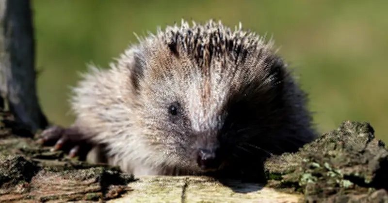 Osterfeuer als Todesfalle für Wildtiere: So schützt man Igel & Co. vor dem qualvollen Tod