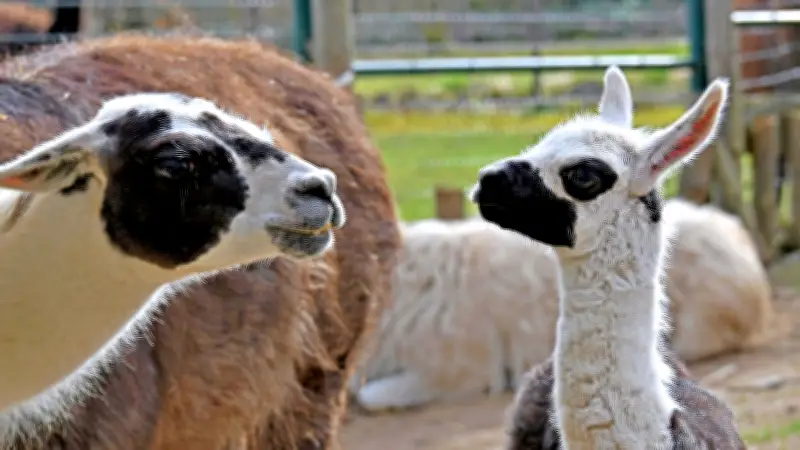 Osterlama statt Osterlamm: Süßer Nachwuchs im Ascherslebener Zoo erfreut Besucher