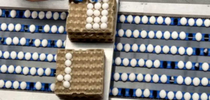 Ostern 2026: Hohe Nachfrage bei Eiern treibt Preise in die Höhe