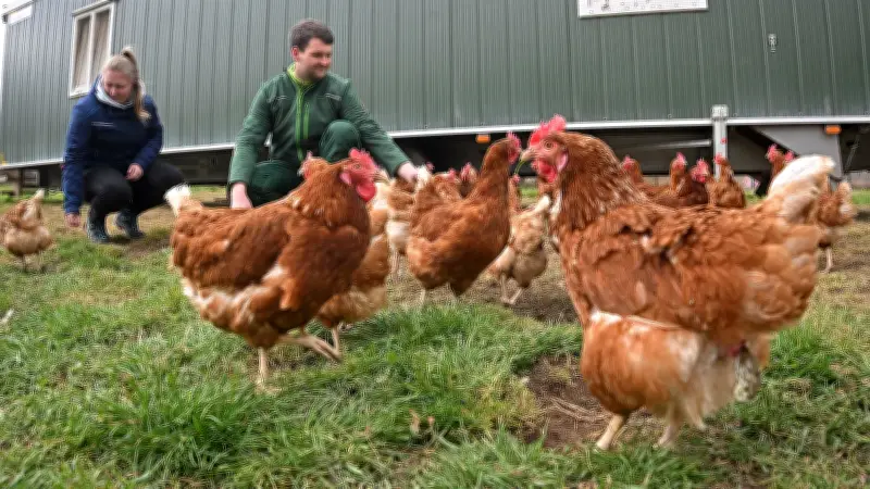Ostern ohne Eierknappheit: Familie Hänsch setzt auf mobile Hühnerställe in Groß Schierstedt