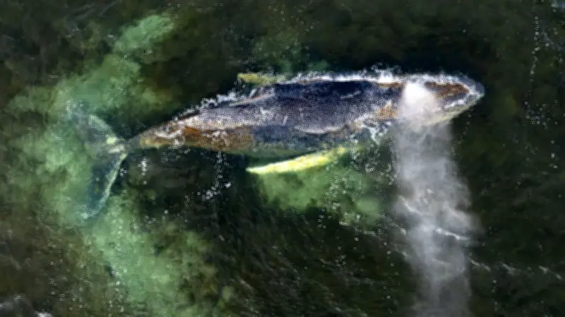 Ostsee-Drama: Gestrandeter Buckelwal bei Wismar zeigt erste Bewegungen