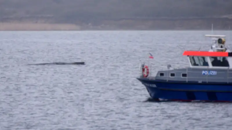 Ostsee-Drama vor Wismar: Gestrandeter Buckelwal bleibt in kritischer Lage