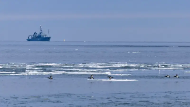 Ostsee-Heringe: Ein starker Jahrgang könnte die Rettung bringen