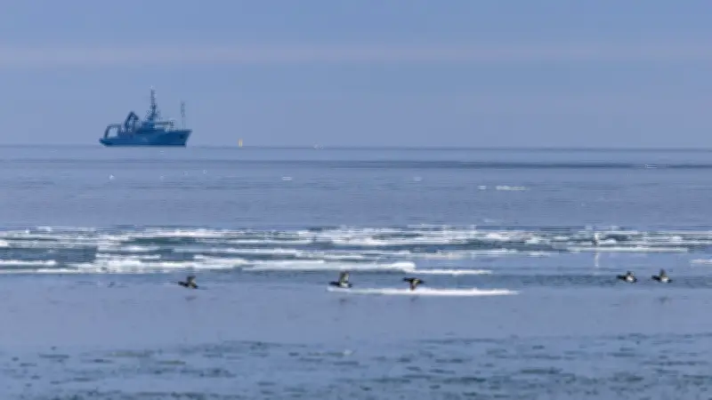 Ostsee-Heringe: Kalter Winter gibt Hoffnung auf Erholung des Fischbestandes