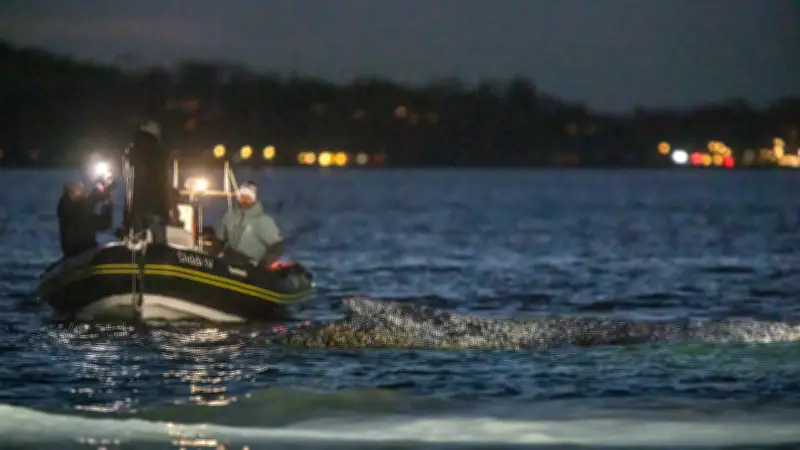 Ostsee-Wal-Drama: Nur noch zehn Meter trennen gestrandeten Buckelwal von der Freiheit