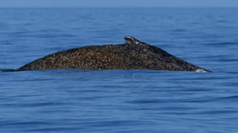 Ostsee-Wal in Lebensgefahr: Polizei dämpft Hoffnung nach tagelanger Suche