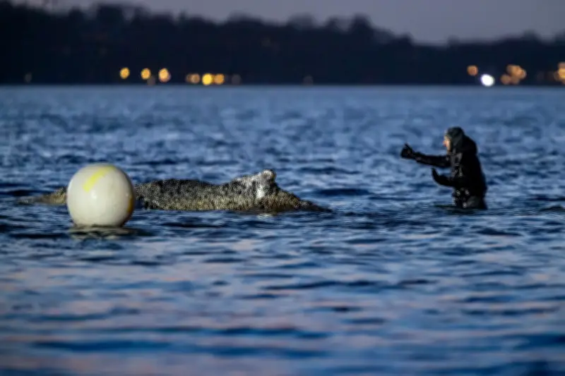 Ostsee-Wal in Not: Rettungsaktion bei Timmendorfer Strand geht weiter - Gelingt die Befreiung heute?