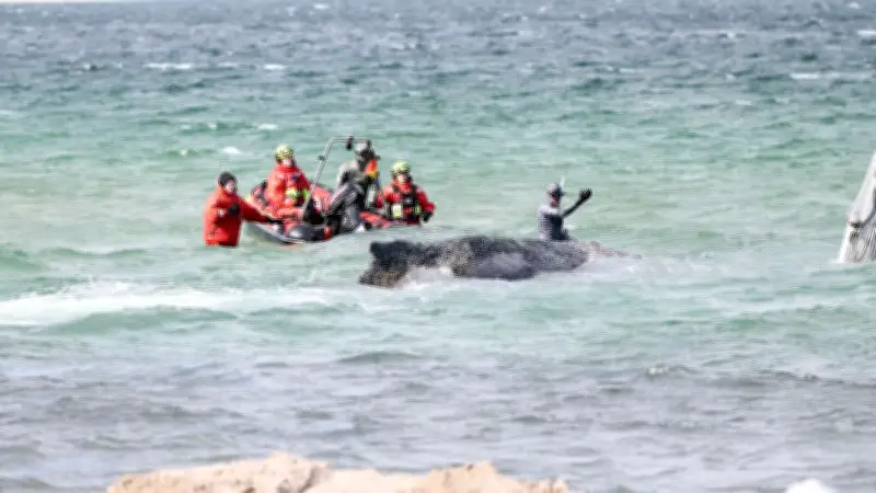 Ostsee-Wal ohne Peilsender: Tierschutzgründe verhindern GPS-Tracking des Buckelwals