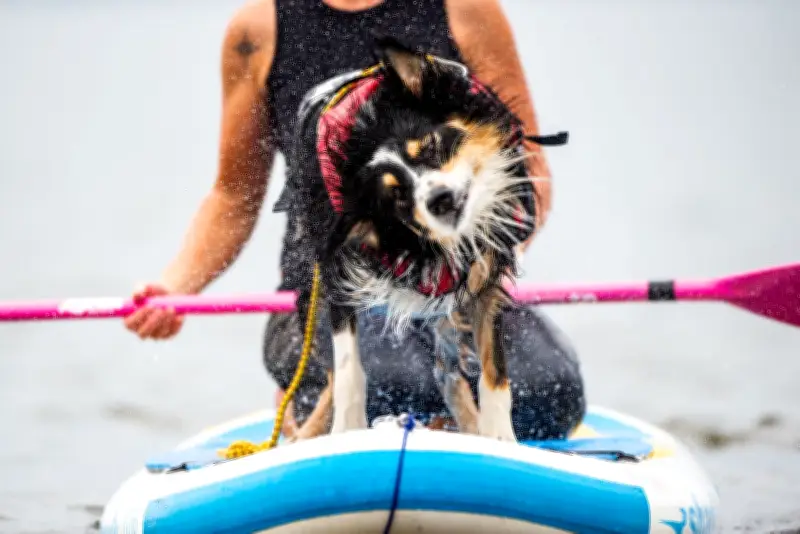 Outdoor-Abenteuer mit Hund: Von Geocaching bis Kanutour für mehr Spaß und Fitness