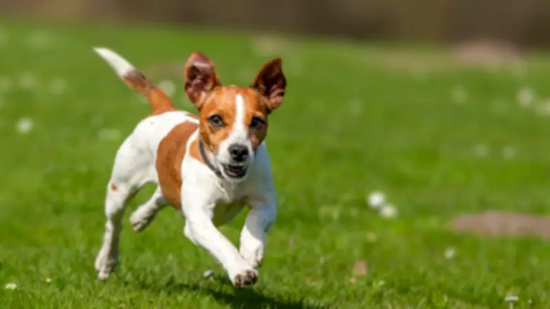 Patellaluxation beim Hund: Wenn das Hüpfen ein Warnsignal ist