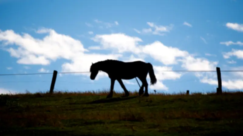 Pferd aus Dessau-Mosigkau entlaufen: Mädchen finden Tier im Wald und bringen es in Sicherheit