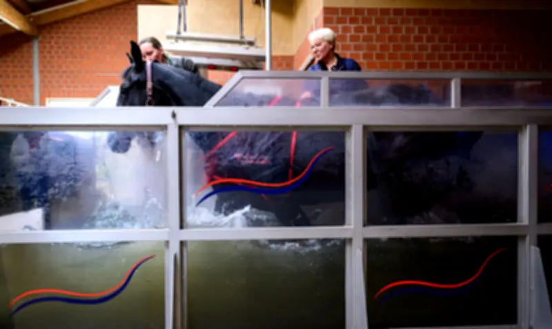 Pferdetherapie in Eyendorf: Aquatraining und Solarium für Sportpferde