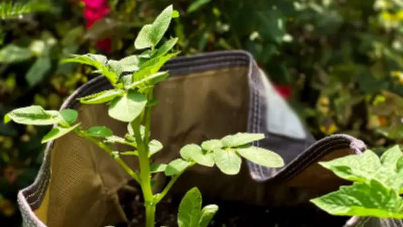 Pflanzsäcke als clevere Alternative für den urbanen Garten: Vorteile und Tipps