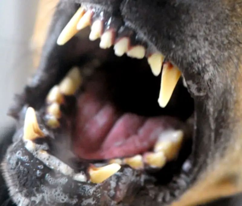 Pitbull-Attacke in Waltershausen: Hundesitter schwer verletzt - Rettungshubschrauber im Einsatz