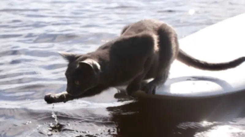 Plötzlich im Nass: Die Wahrheit über die Schwimmfähigkeiten von Katzen