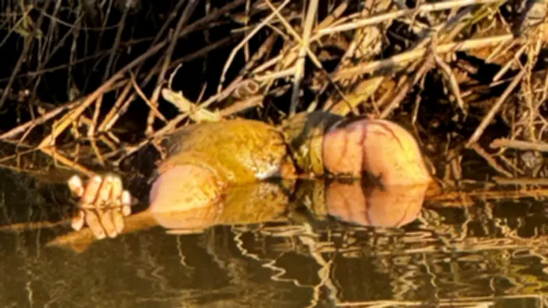 Polizei-Einsatz in Hessen: Wasserspielzeug löst Großeinsatz aus