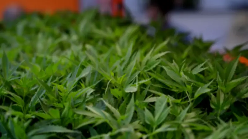 Polizei entdeckt illegale Cannabis-Plantage in Lagerhalle nach Einbruchsmeldung