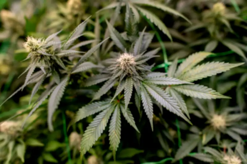 Polizei entdeckt illegale Cannabisplantage mit Hunderten Pflanzen in Märkisch-Oderland