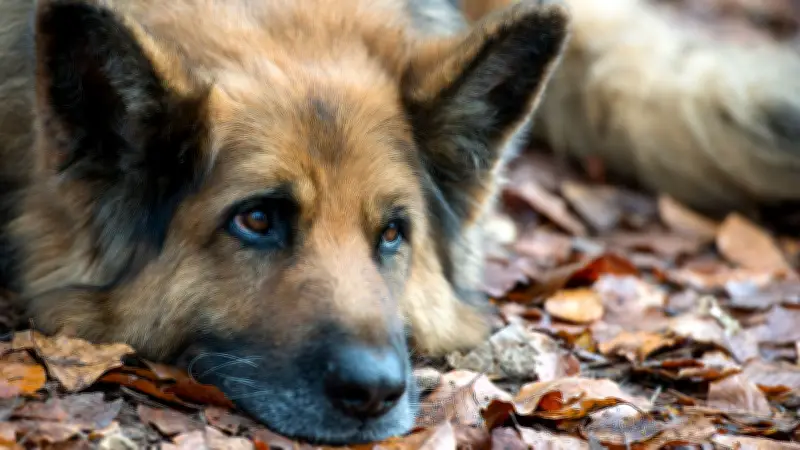 Polizei schreitet bei brutaler Hunde-Misshandlung in Demmin ein