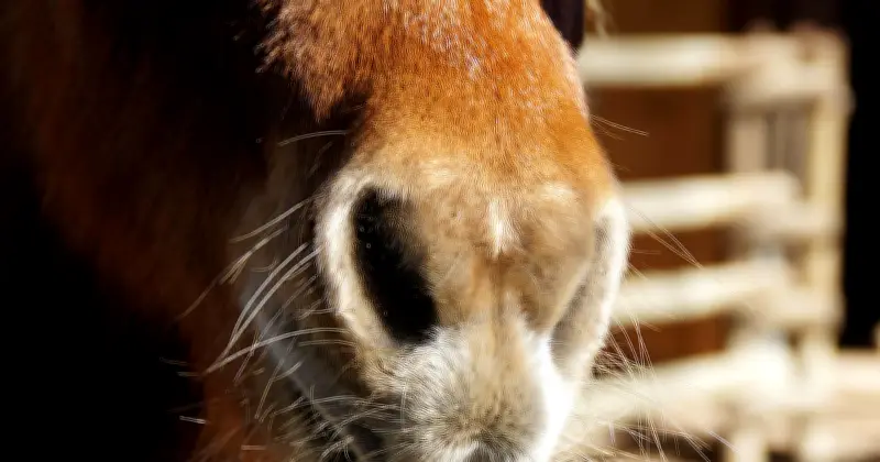 Ponys vor Jugendturnier gezielt misshandelt – Polizei vermutet Eltern als Täter