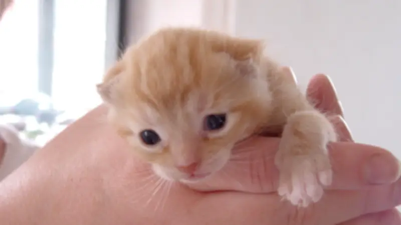 Private Initiative in Lübz kämpft gegen wachsende Streunerkatzen-Population