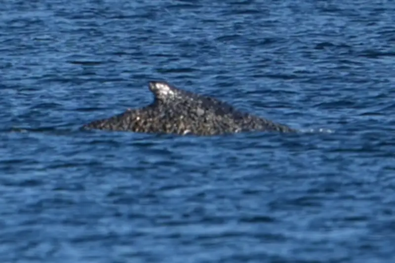 Psychologin erklärt: Warum der gestrandete Buckelwal so viele Menschen bewegt