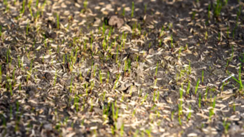 Rasenprofi erklärt: Der optimale Zeitpunkt für die Aussaat Ihres Rasens