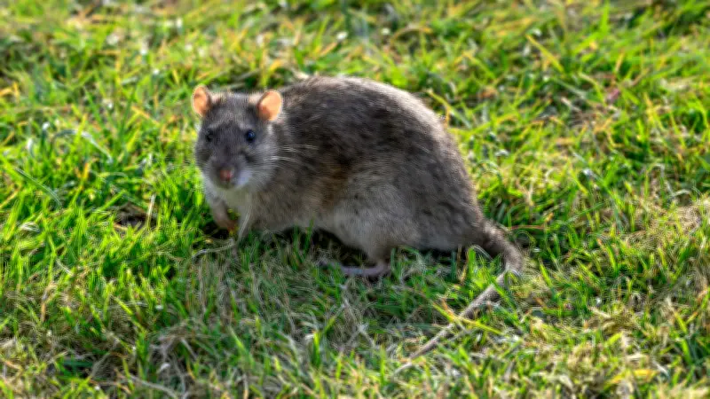 Ratten im Keller: So wehren sich Mieter gegen Ungezieferbefall