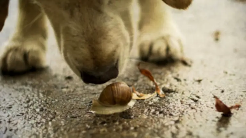 Rattenlungenwurm: Gefährlicher Parasit breitet sich weltweit aus - Gefahr für Hunde und Menschen